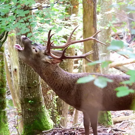 La Berrea Cabanaquinta شقة