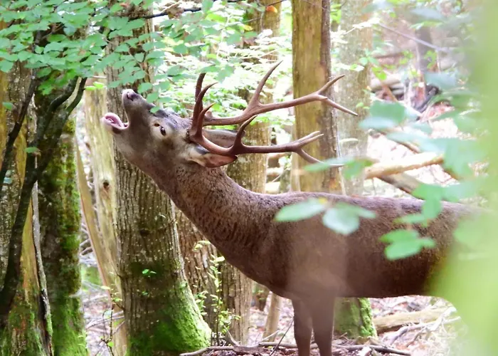 La Berrea Cabanaquinta Appartement